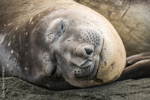Close-up of elephant seal asleep on beach