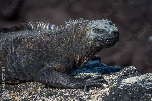 Close-up of marine iguana on sandy rock