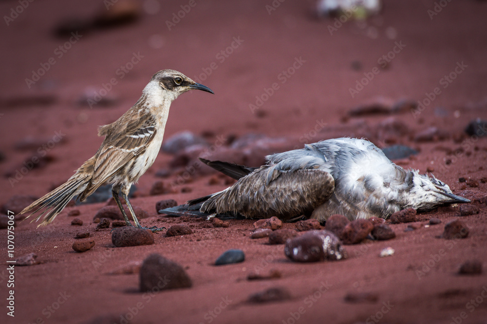 Galapagos mockingbird watching dead bird on beach Stock 写真 | Adobe Stock