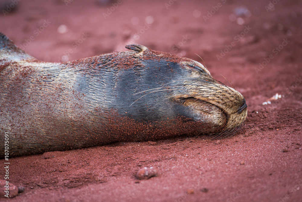 Galapagos sea lion asleep on red sand Galapagos sea lion asleep on red sand