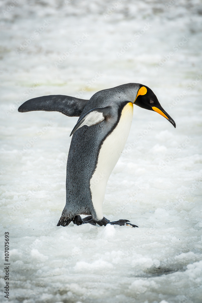 Fototapeta premium King penguin balancing with flippers on ice