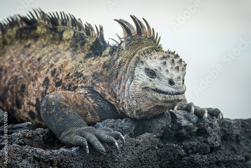 Marine iguana lying on black volcanic rocks