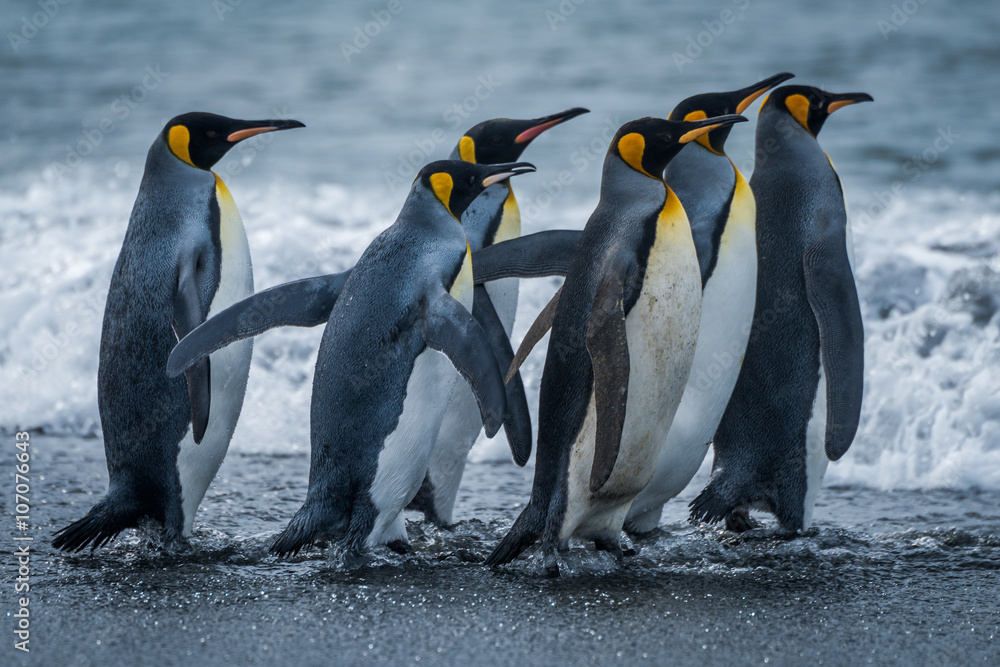Obraz premium Six king penguins rushing towards sea together