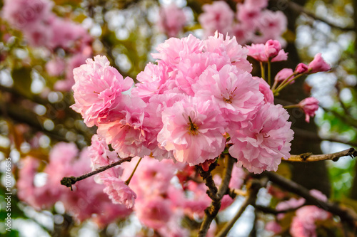 pink flowers of sakura branches on blury background © Pellinni