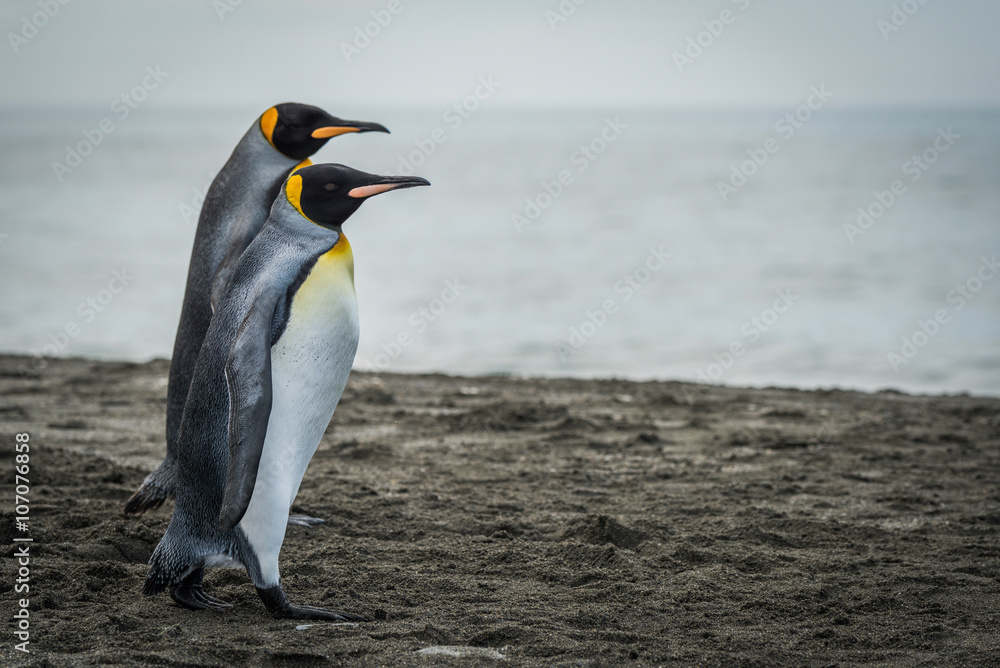 Naklejka premium Two king penguins walking together on beach