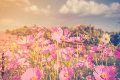cosmos flower and sunlight with vintage tone. © tortoon