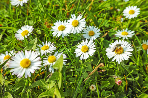 Daisies.Spring meadow with white daisy flower with a bee.