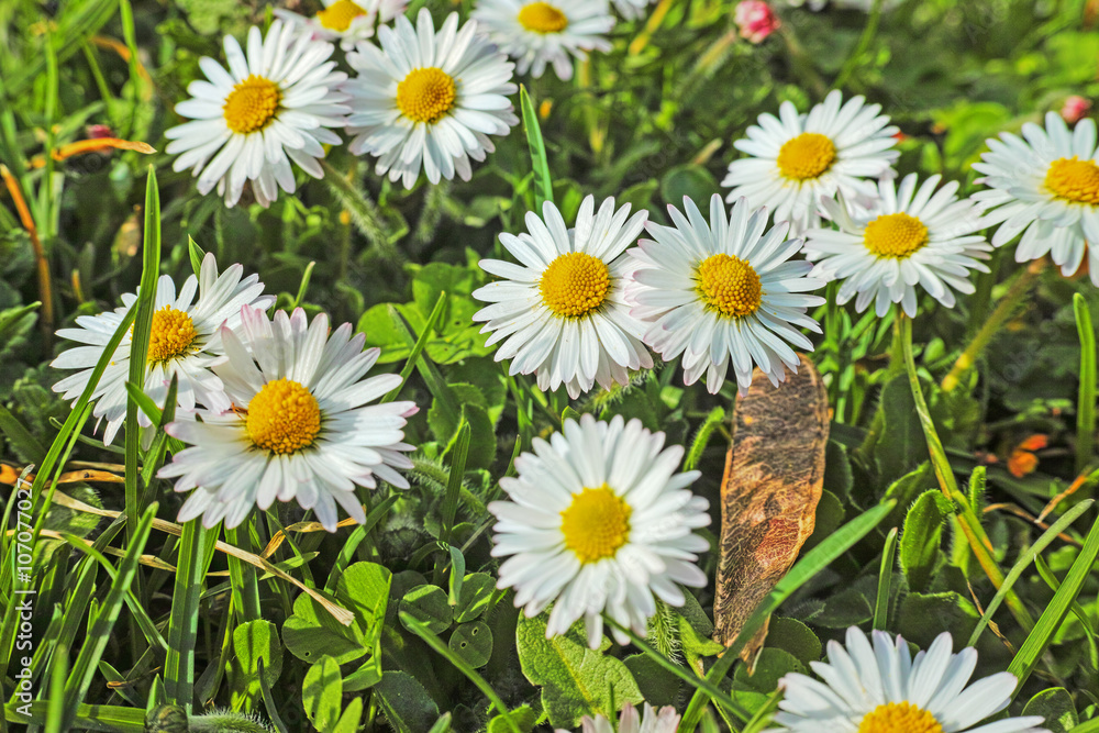 Obraz premium Daisies.Spring green meadow with white daisy flowers.