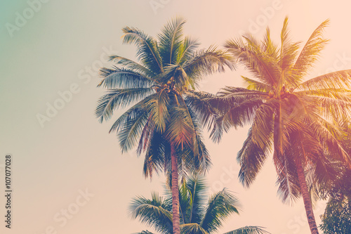 Coconut palm tree with vintage effect. © tortoon