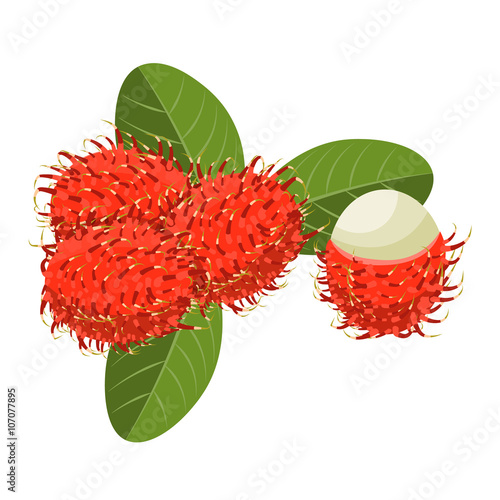 Rambutan Isolated vector illustration on white background.