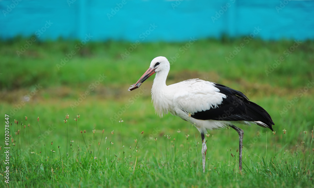 Obraz premium Stork in a green grass.