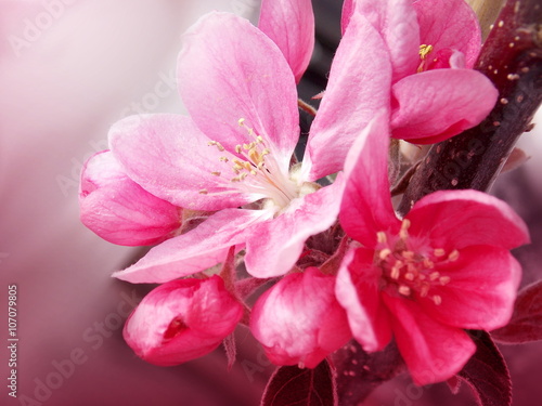 Fototapeta Naklejka Na Ścianę i Meble -  Photo of pink spring blossom