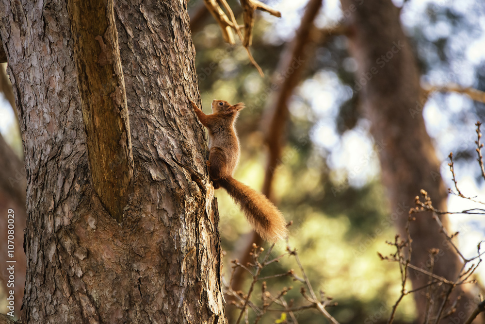 Beautiful red squirrel sciurus vulgaris climbing tree in sunshin Beautiful red squirrel sciurus vulgaris climbing tree in sunshin