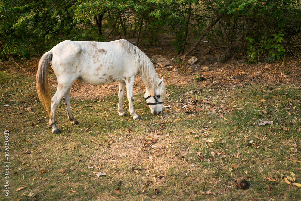 Portrai of The Old white Mare ; White hair coat horse with mane braided in pigtails grazing in the meadow Portrai of The Old white Mare ; White hair coat horse with mane braided in pigtails grazing in the meadow