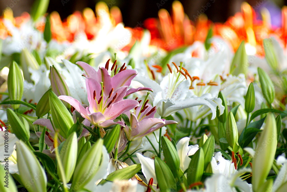 Εκτύπωση καμβά Beautiful Pink lily flower in group of white lily flowers.