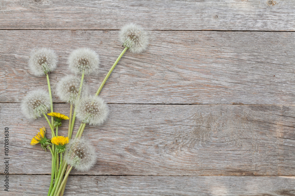 Fototapeta premium Dandelion flowers on wooden background