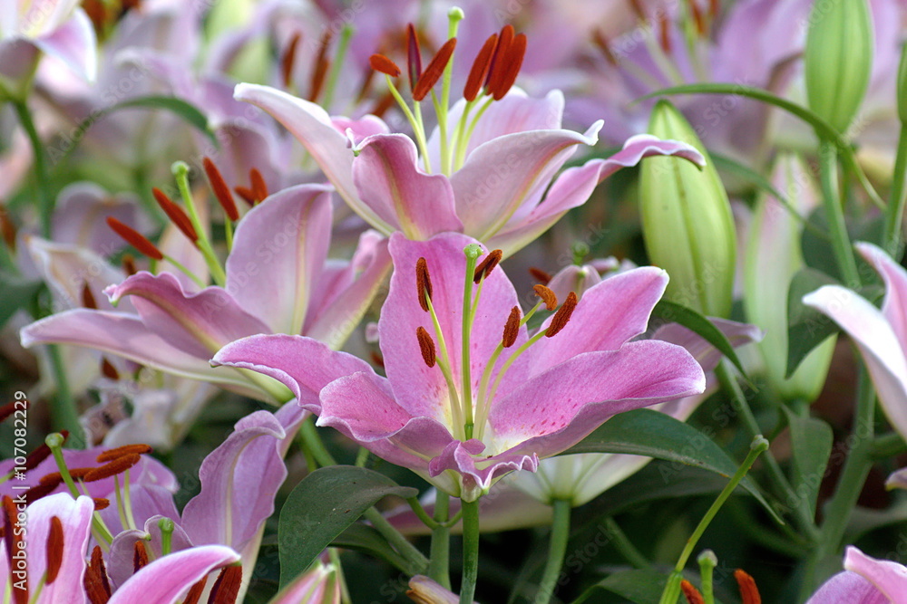 Beautiful pink lily flower in green garden.with pistil and stamen in composition. Beautiful pink lily flower in green garden.with pistil and stamen in composition.