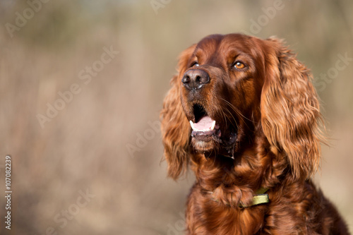 Red irish setter dog, dog for a walk