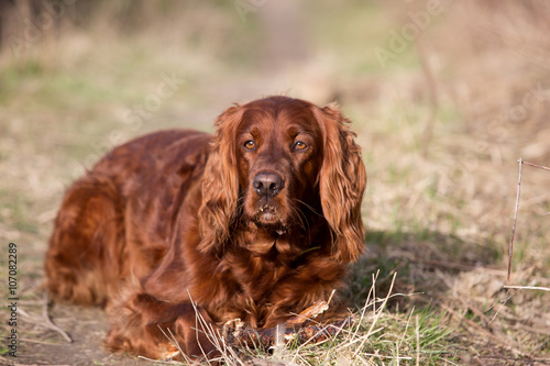 Red irish setter dog, dog for a walk