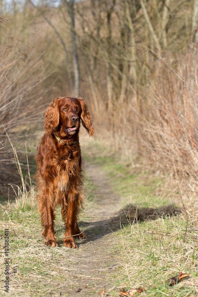 Red irish setter dog, dog for a walk