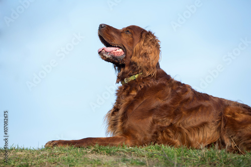 Red irish setter dog, dog for a walk