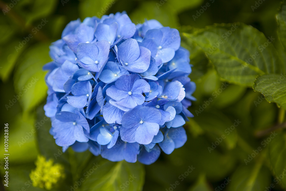 Blue Hortensia flower.