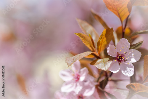 Macro picture with red cherry blossoms  in spring season