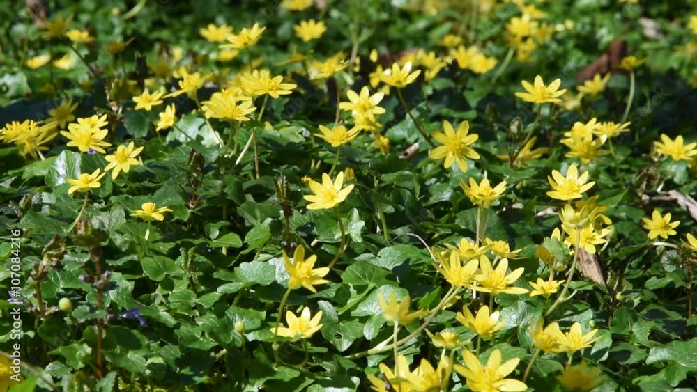 Petites fleurs jaunes dans les sous-bois Petites fleurs jaunes dans les sous-bois