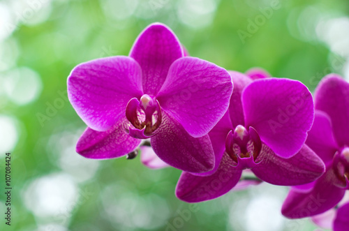 orchid flower with green i