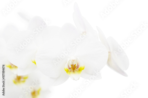 Fototapeta Naklejka Na Ścianę i Meble -  White orchid isolated on white