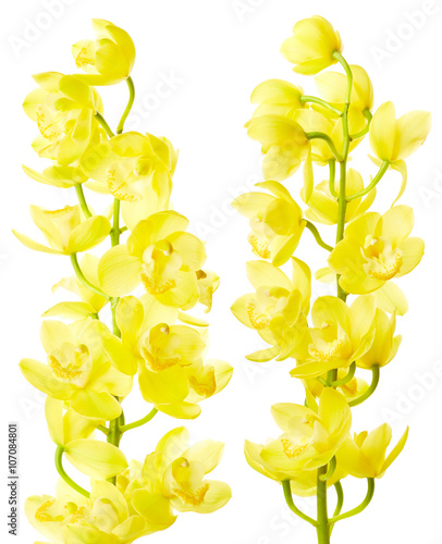 Fototapeta Naklejka Na Ścianę i Meble -  Orchid flowers