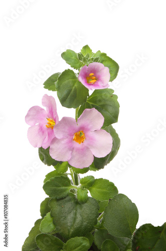 Bacopa flowers closeup