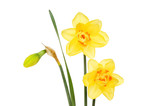 Daffodil flowers and bud
