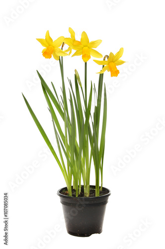 Daffodil plant in a pot