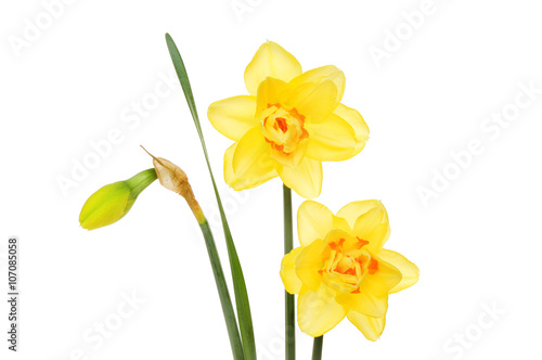 Fototapeta Naklejka Na Ścianę i Meble -  Daffodil flowers and bud