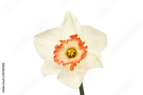 White Daffodil flower