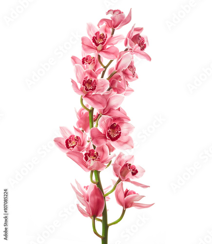 Fototapeta Naklejka Na Ścianę i Meble -  Orchid flowers