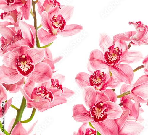 Fototapeta Naklejka Na Ścianę i Meble -  Orchid flowers