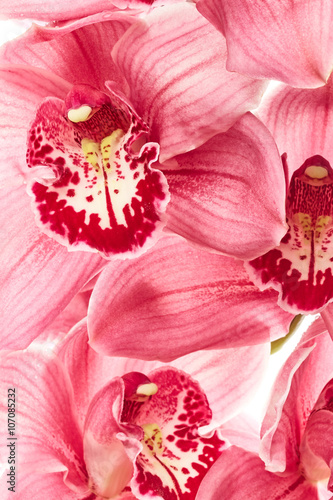 Orchid flowers