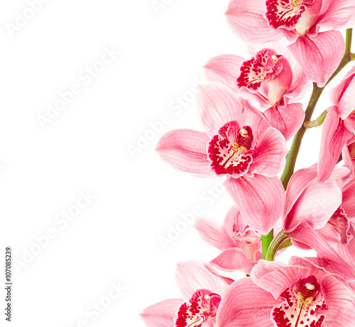 Fototapeta Naklejka Na Ścianę i Meble -  Orchid flowers