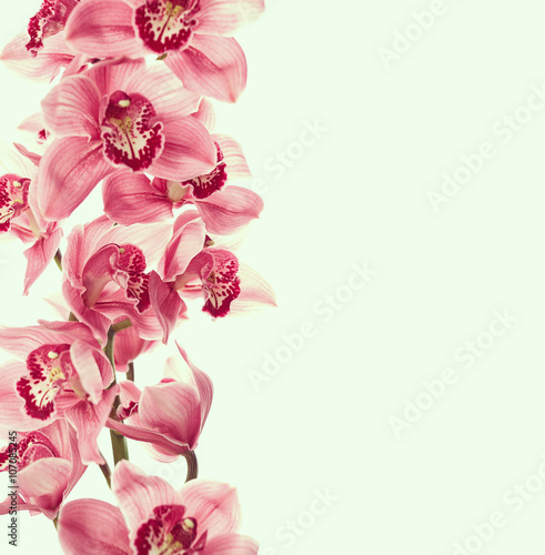 Fototapeta Naklejka Na Ścianę i Meble -  Vintage photo with orchid flowers