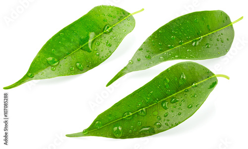 Leaves with drops of water