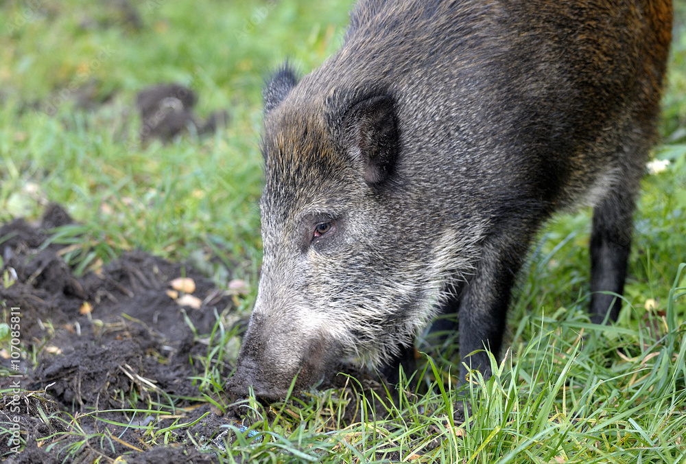 scrofa running on a green grass scrofa running on a green grass