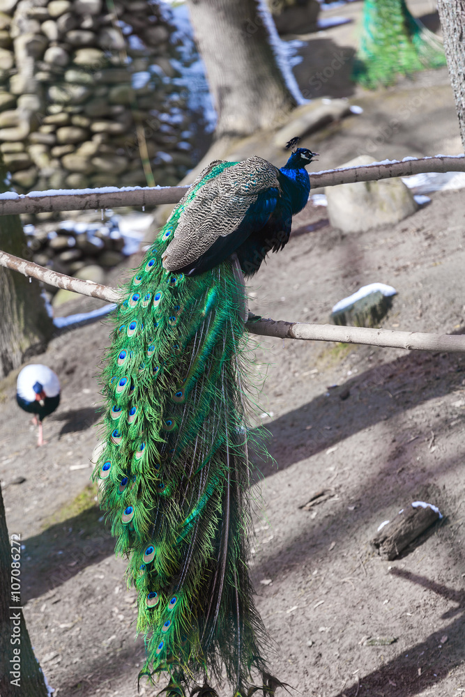 Obraz premium Portrait of beautiful peacock with feathers out,soft focus in cage