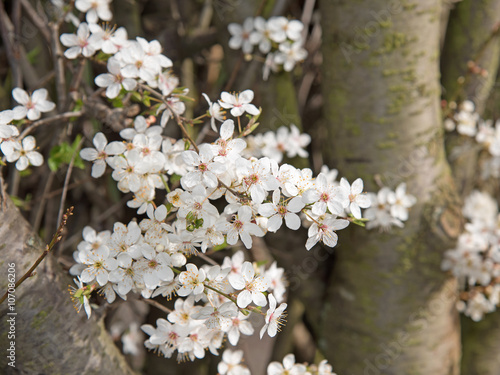 Blühende Wildpflaumen, Prunus cerasifera photo