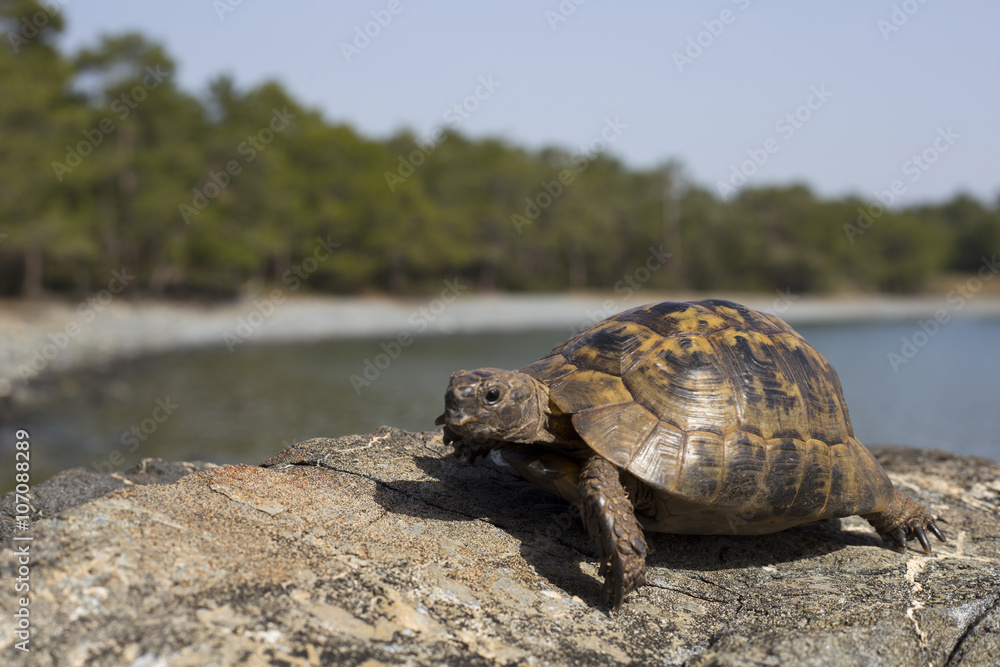 Turtle crawling on the rocky slope. Turtle crawling on the rocky slope.