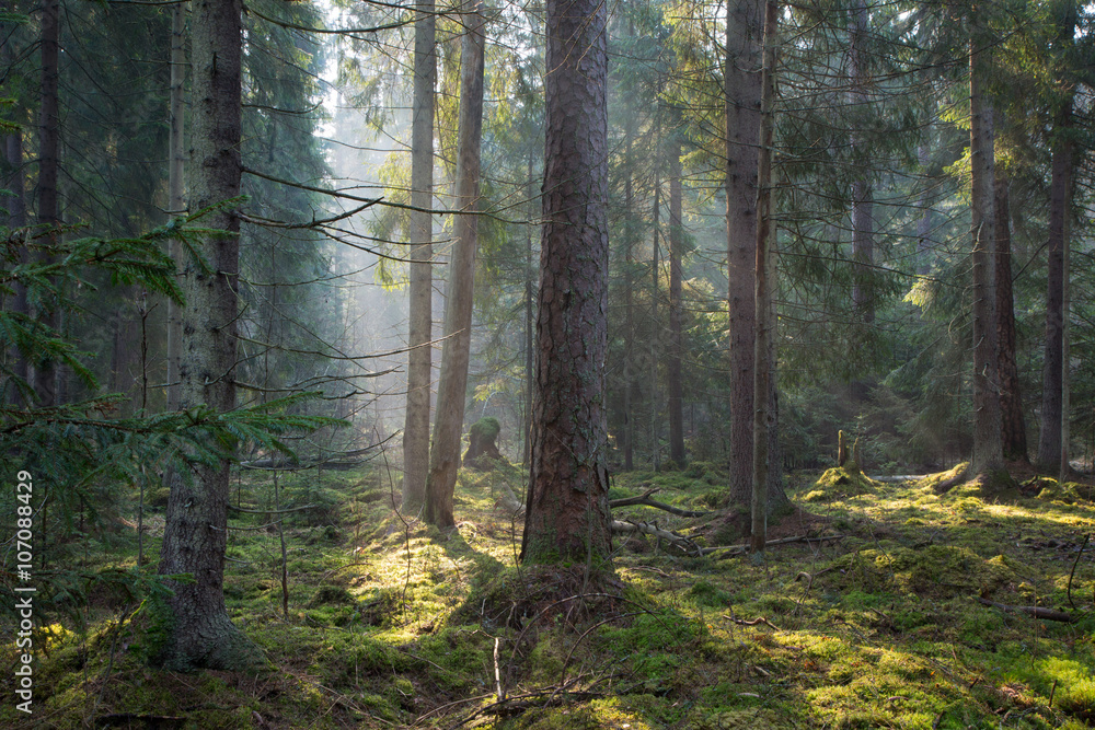 Fototapeta premium Sunbeam entering old coniferous stand of Bialowieza Forest