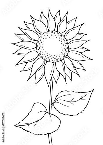 Fototapeta Naklejka Na Ścianę i Meble -  Sonnenblume