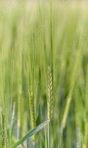 Green unripe barley