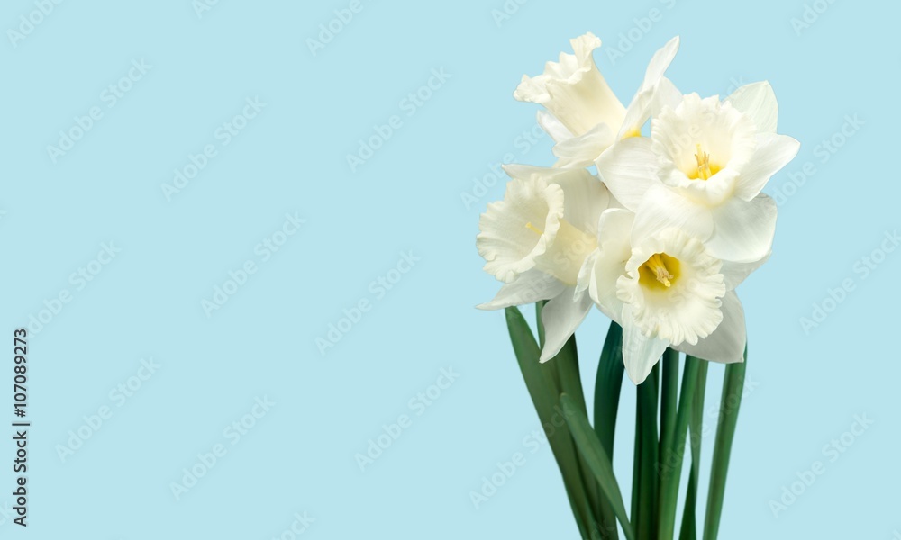 Daffodil. Daffodil.